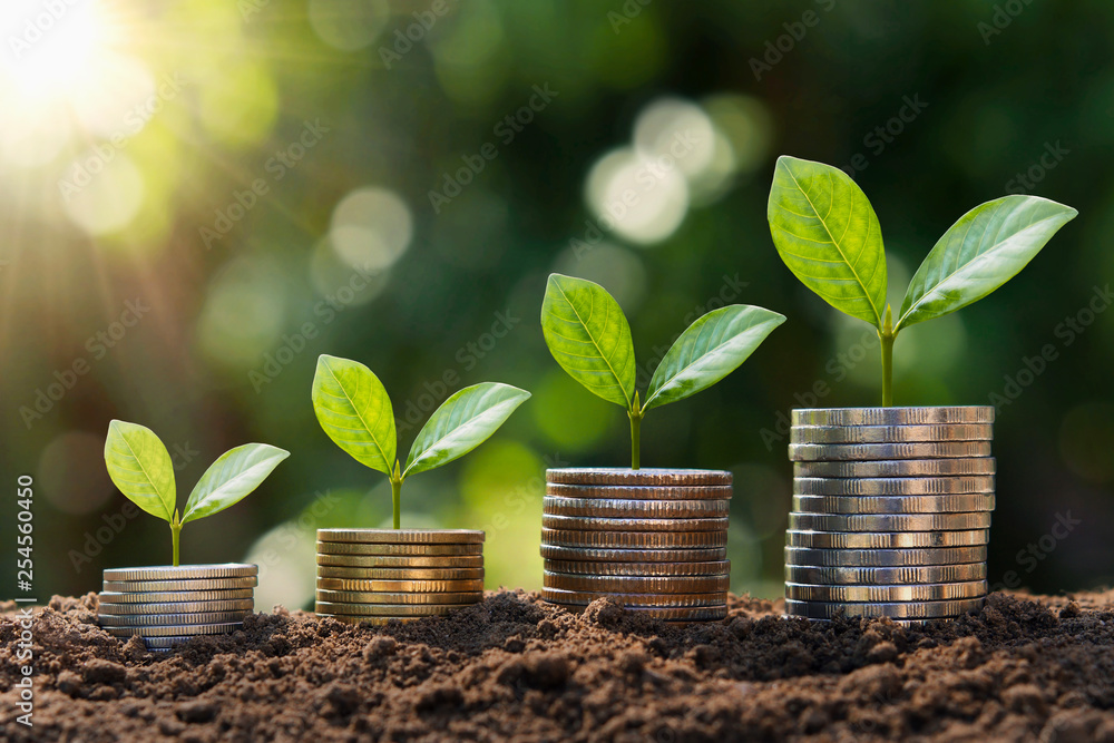plant growing step  on coins. concept finance and accounting